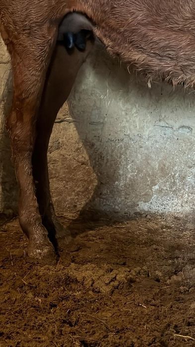 Құлынды биелер сатылады