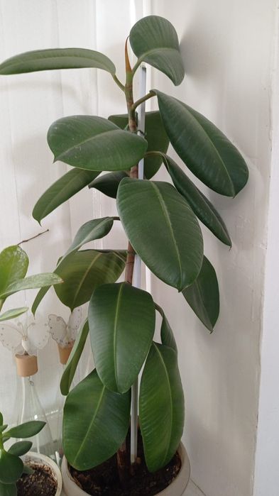 Продам домашние цветы