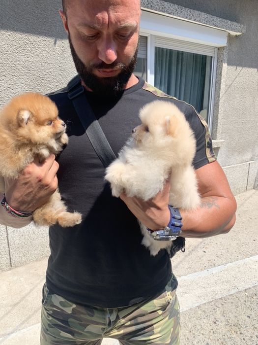 Померан Мини мини