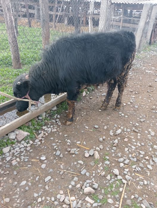 Бұқашық сатылады.