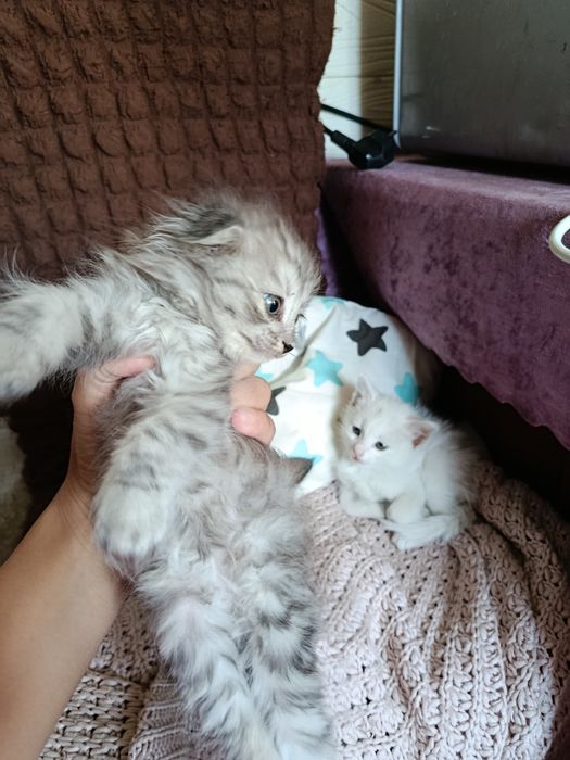 Маленький катята