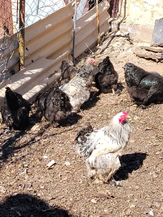 Инкубационные яйца брама