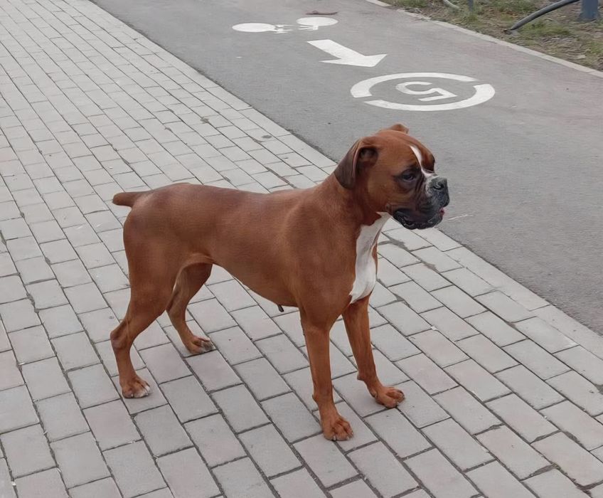 Donez câine femelă foarte blanda si cuminte