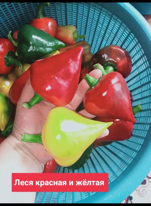 Рассада сладкого перца