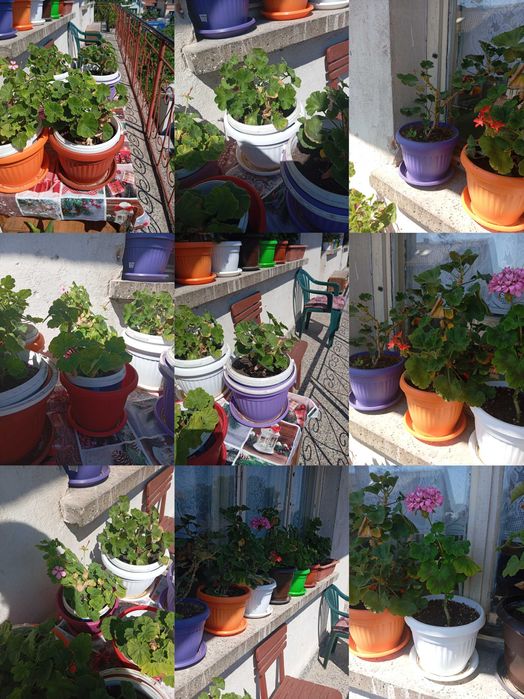 Цветя за дома и телевизор