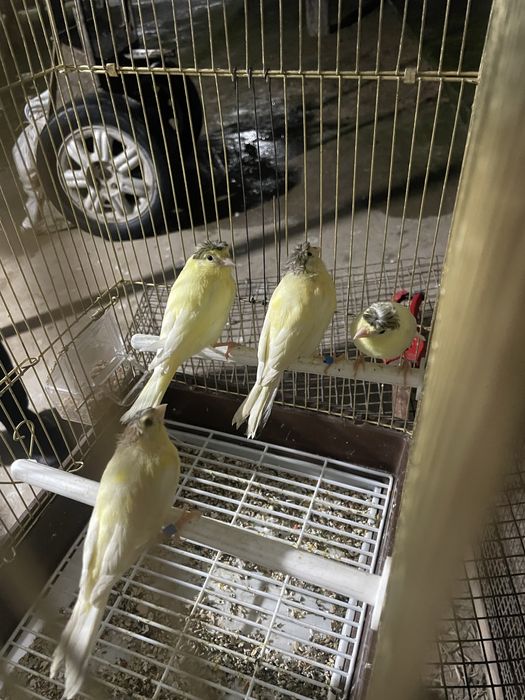 kanareyka maladoyla sotiladi