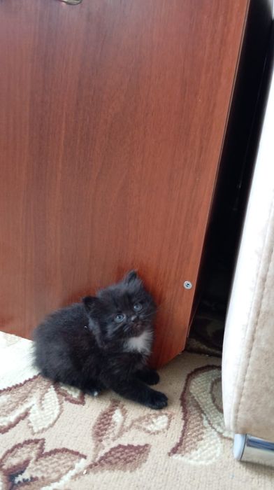 Отдам в добрые руки котят