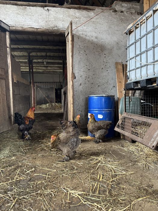 Gaini brahma potarnichiu