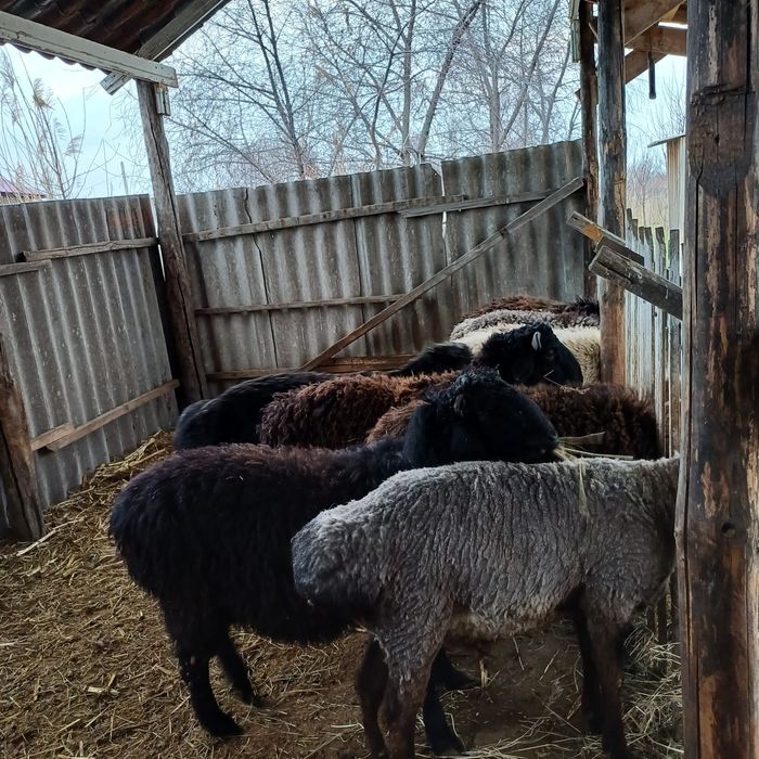 Продаются жирные бараны