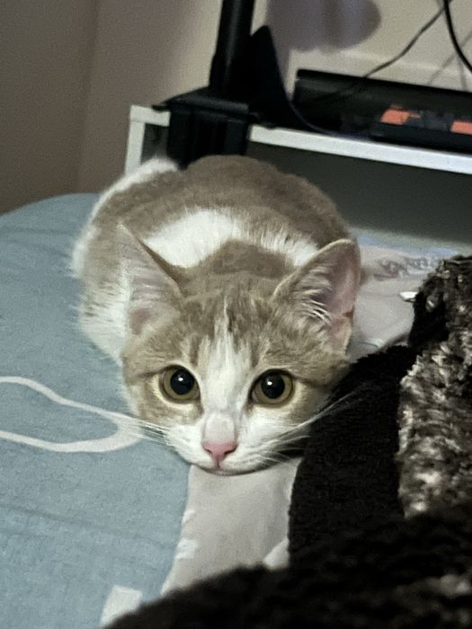 Отдам кошку даром девочка домашняя