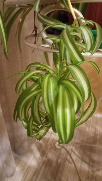 Комнатные цветы молоденькие