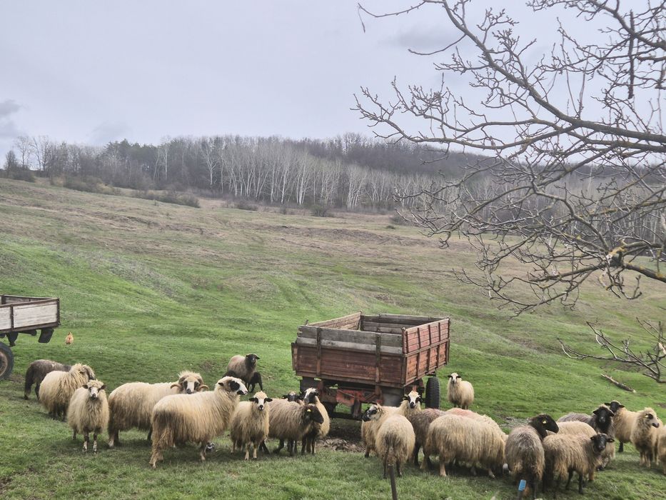 Oi de rasă de vânzare