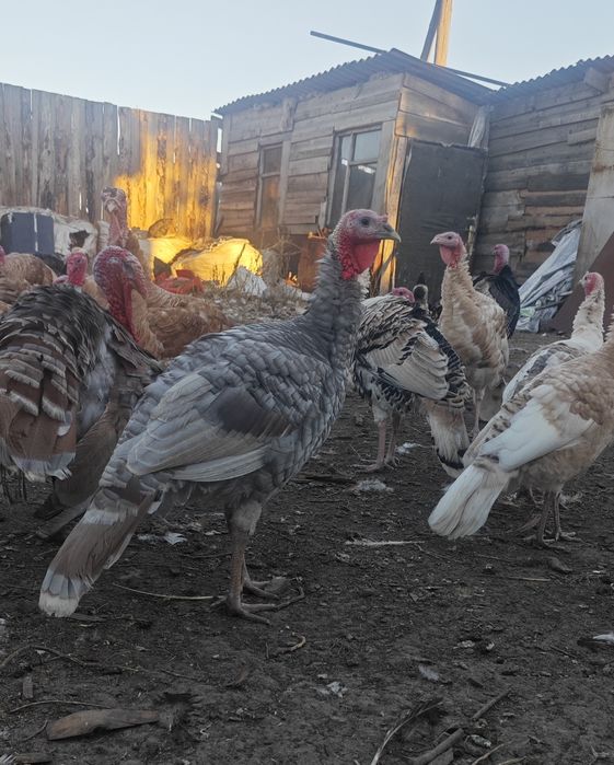 Продам молодняк индюков.