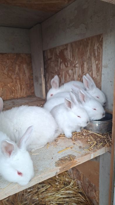 Iepuri urias de transilvania