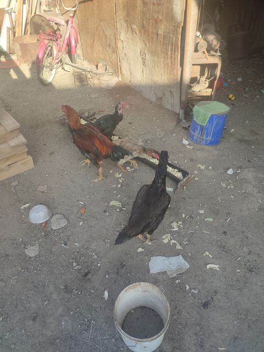 Даканы и домашние