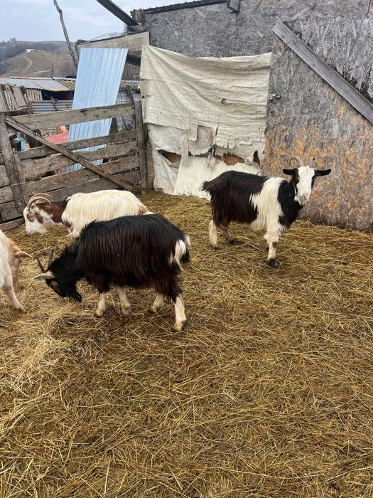 Capre tinere de vanzare