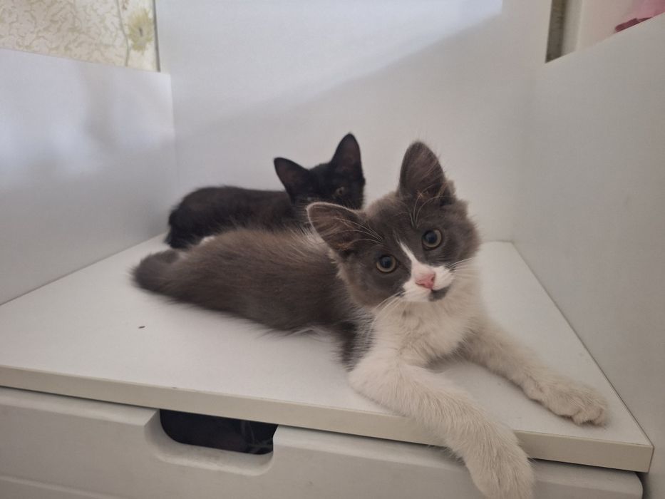 Котёнок девочка 1,5 месяца