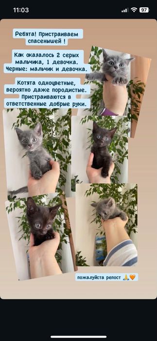 Котята в ответственные руки