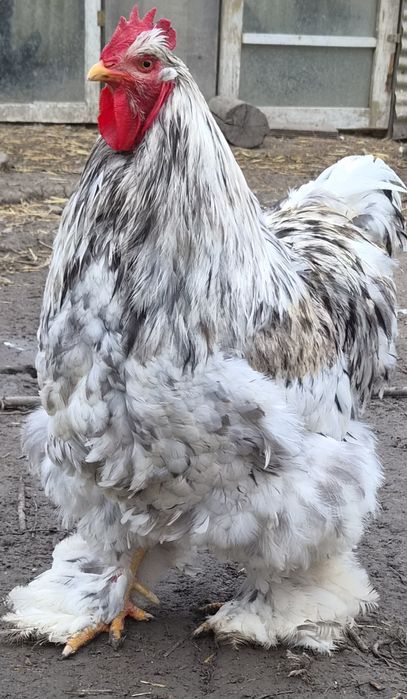 Oua/pasari cochinchina urias splash si albastru