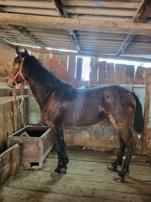 Продам срочно лошадь