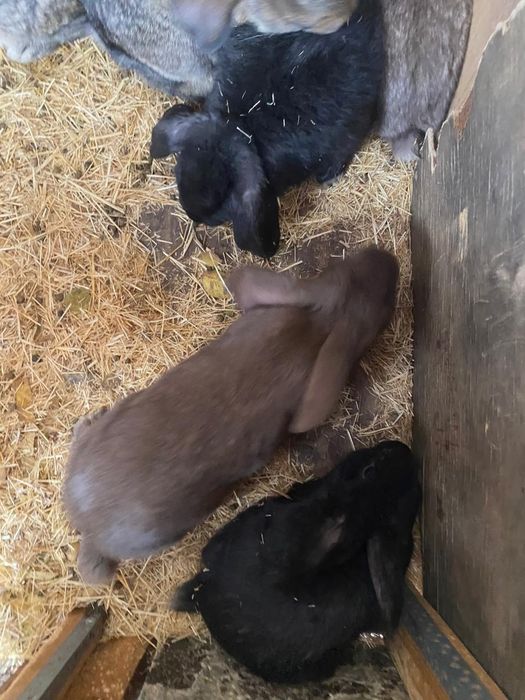 Кролики разных парод