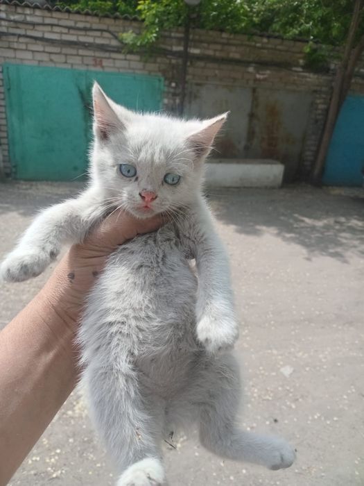 Отдам котят в добрые руки!