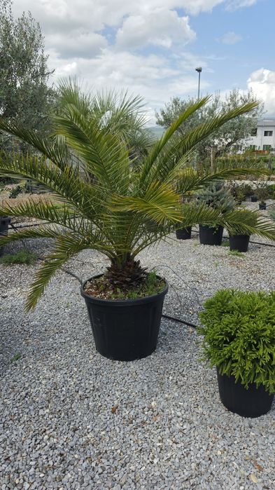 Cedru- artar rosu- photinia - eunomius- leylandi