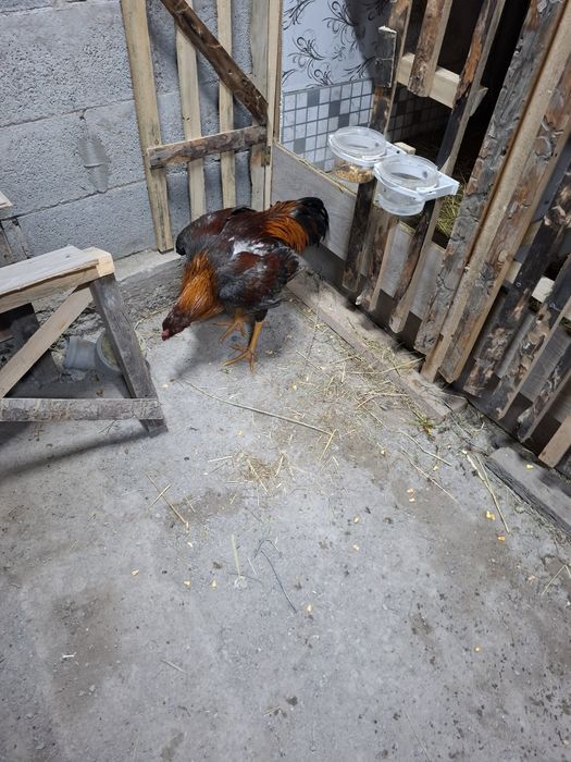 Продам петуха жужик