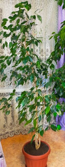 Продам фикус вечно зелёный!