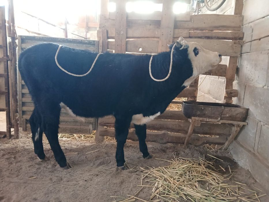 Баспақтар сатылады