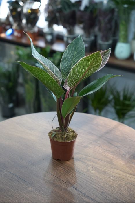 Фидодендрон Пинк бикини