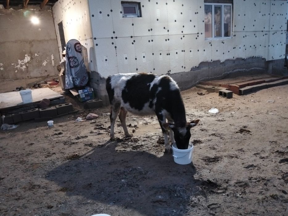 Сиыр сатылады 2 бас