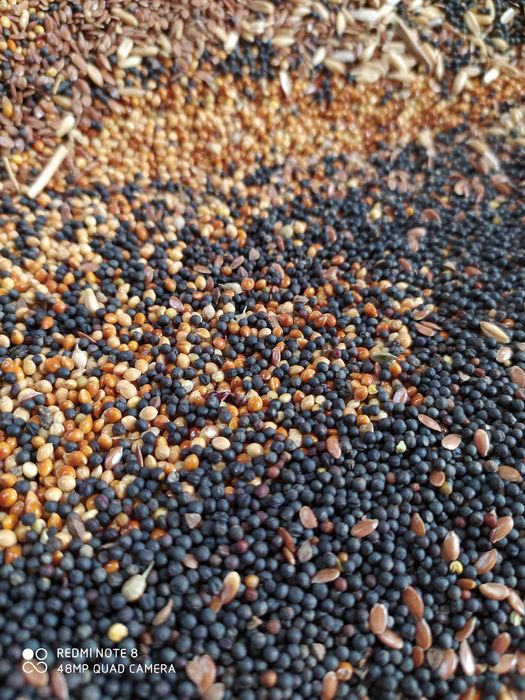 Korma dlya канарейеек