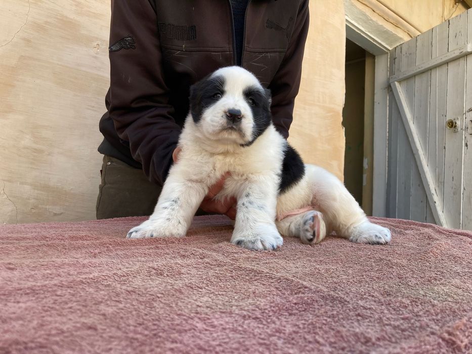 Щенок Туркменского Алабая ( Чистокровный )