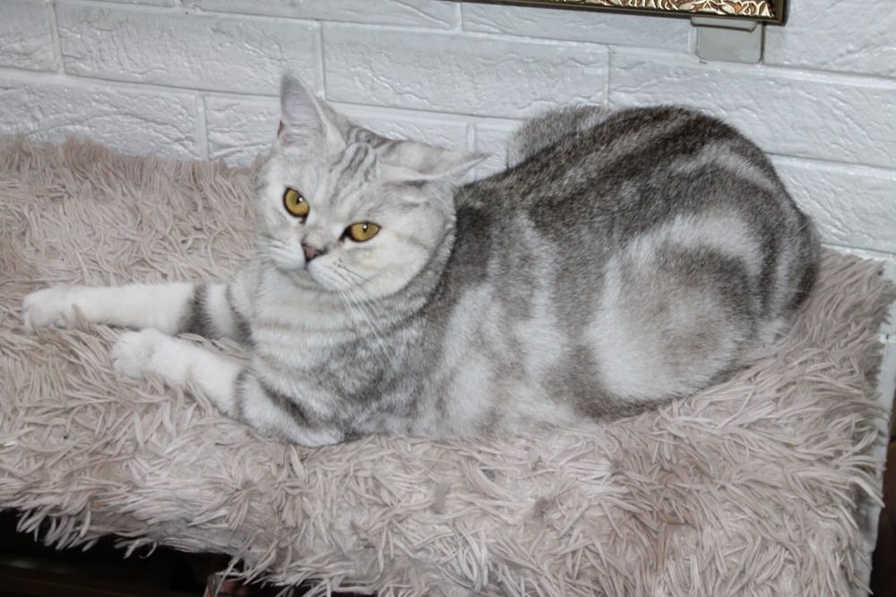Британская кошка