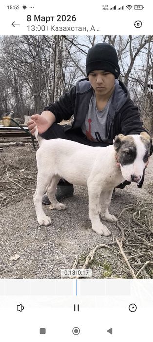Продам щенка алабай 3 месячный