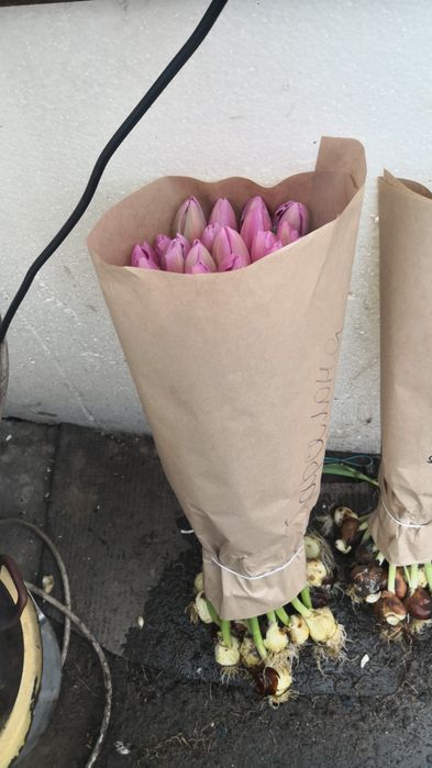 тюльпаны оптом собственная теплица