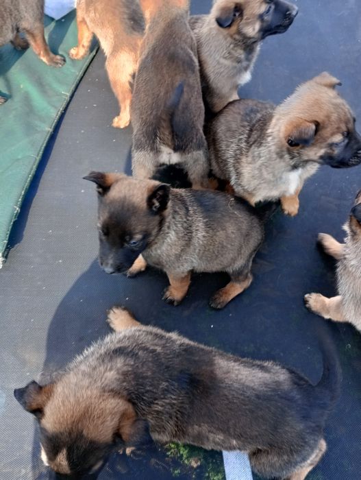 Белгийски овчарки