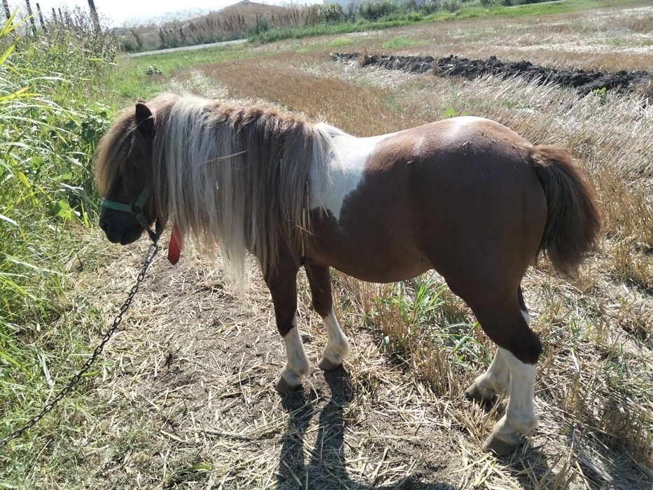 Vând ponei la schimb cu oi sau tauraș mai multe detalii la Nr de tel 0778740788