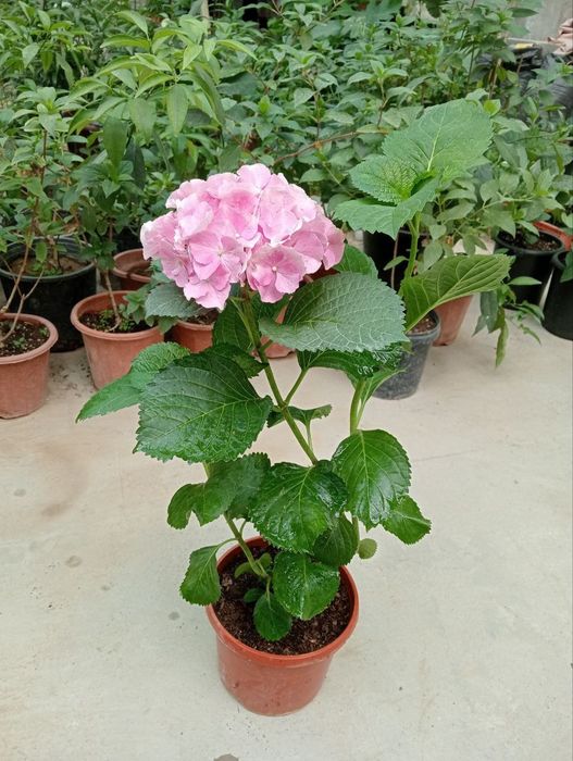 Гортензиялар бог ва  уйингиз учун