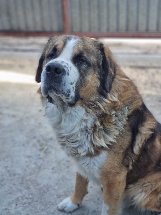 Ищем девочку московскую сторожевую