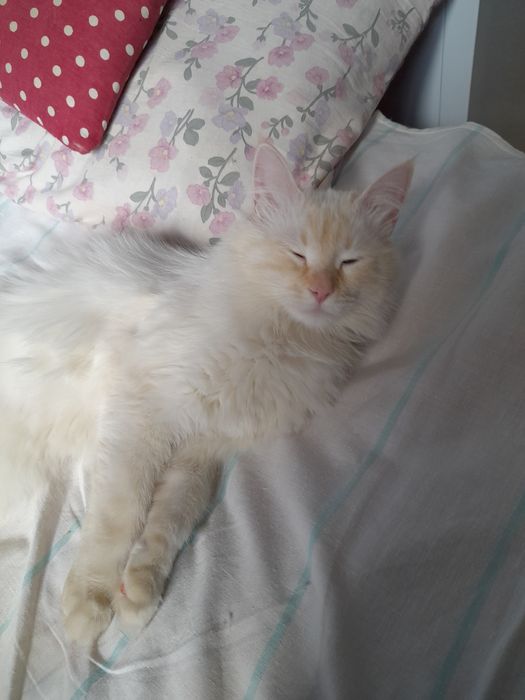 Регдолл мальчик 1 годик кастрирован привит.