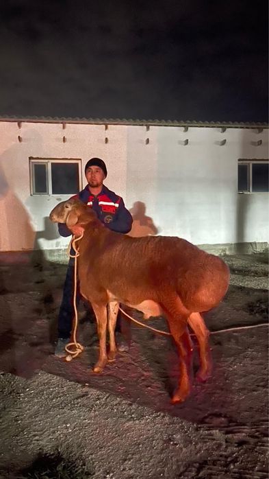 Қойлар саулықтар қой