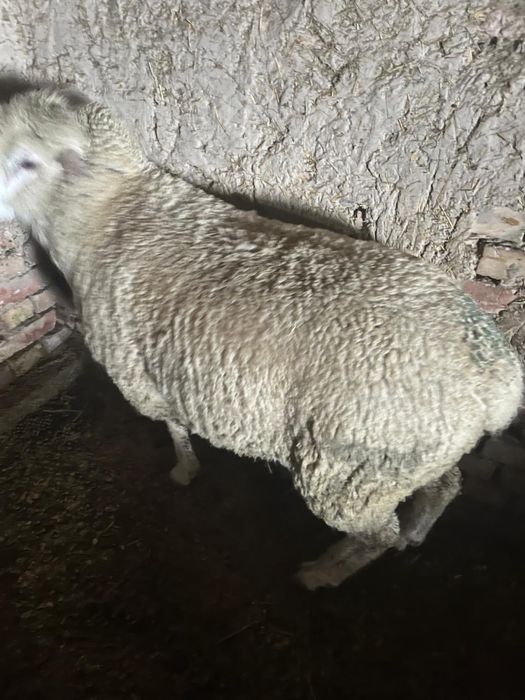 Қой сатылады семіз