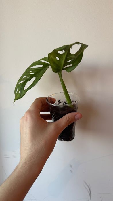 Монстера манки, комнатные растения