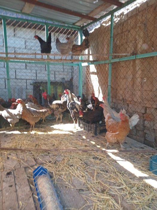 Продам курей домашних