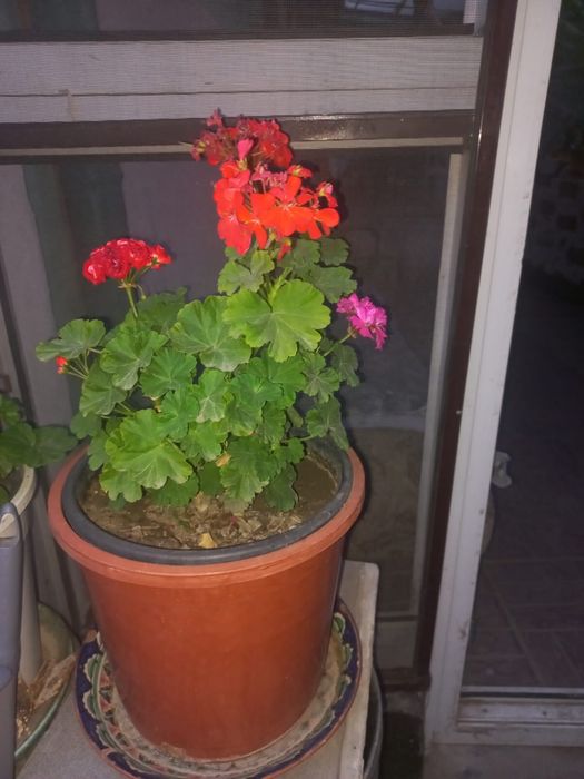 Цветы комнатные молочай герань