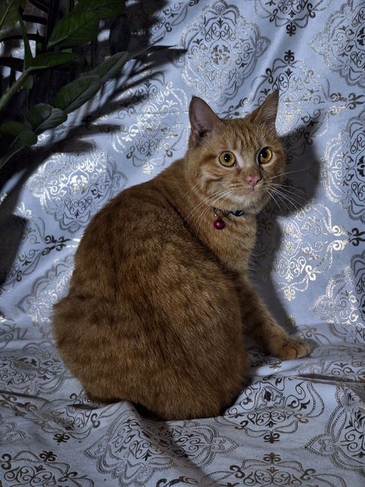 Подарите Симбе семью