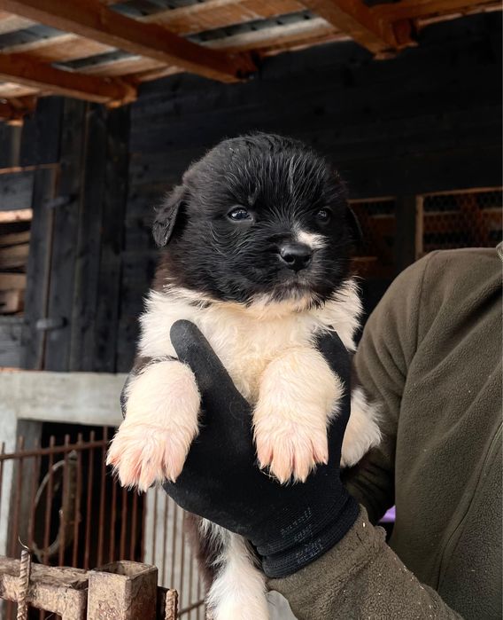 Ciobanesc Romanesc de Bucovina