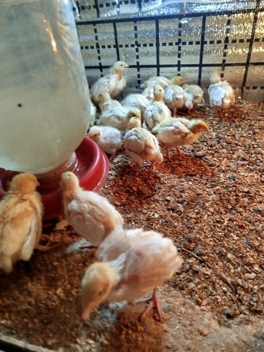 Bedana 1 kunlikdan 50 kunlikgacha zakas olamiz